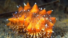 Trepang (foto): crearea mică de mare valoare